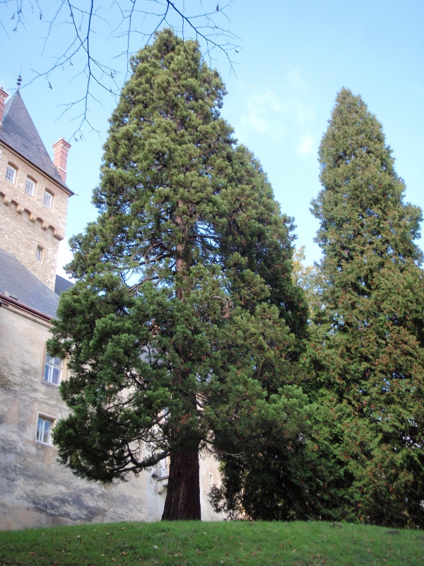 Bergmammutbaum Raach