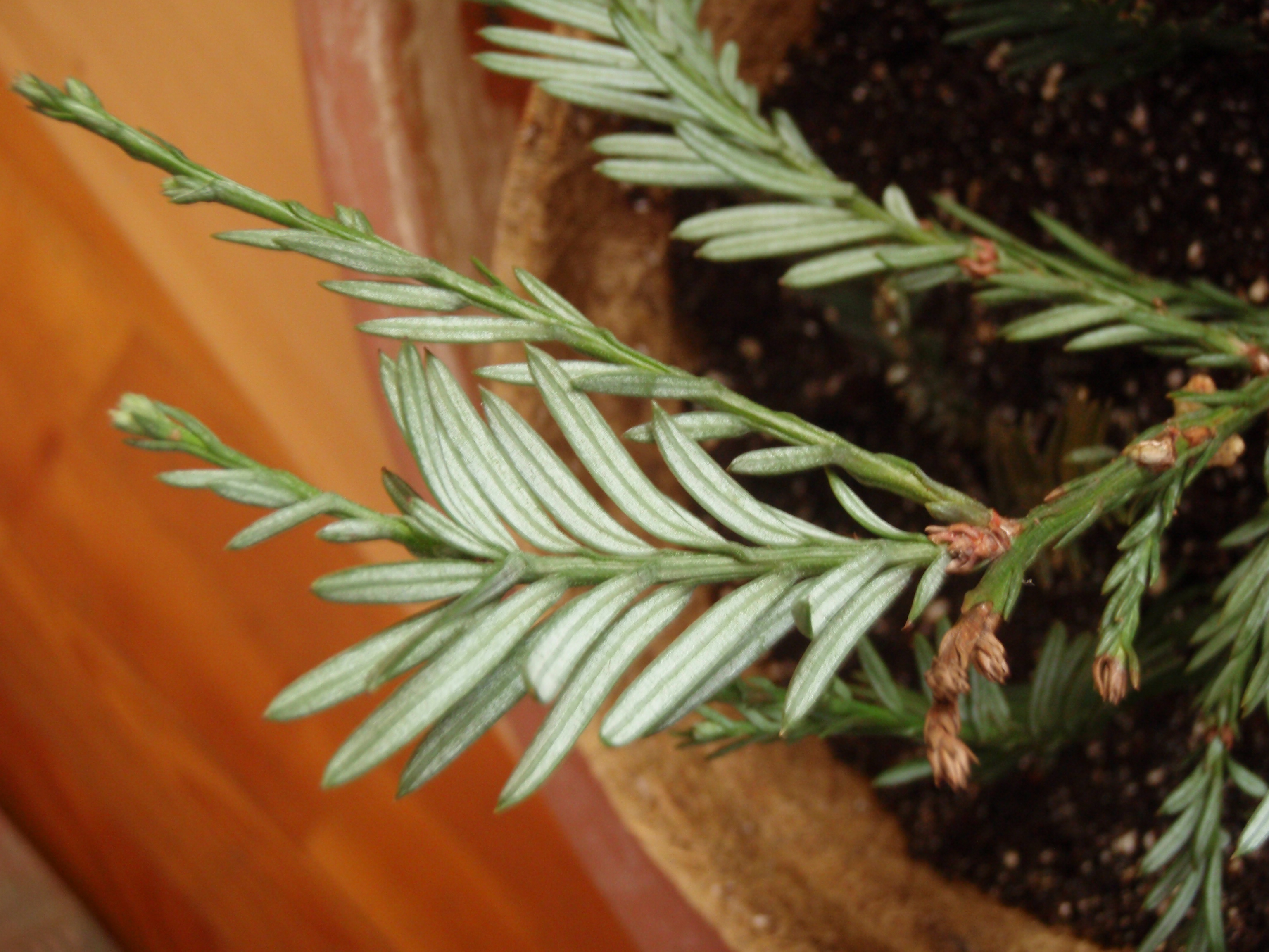 Kustenmammuttblatt Rueckseite