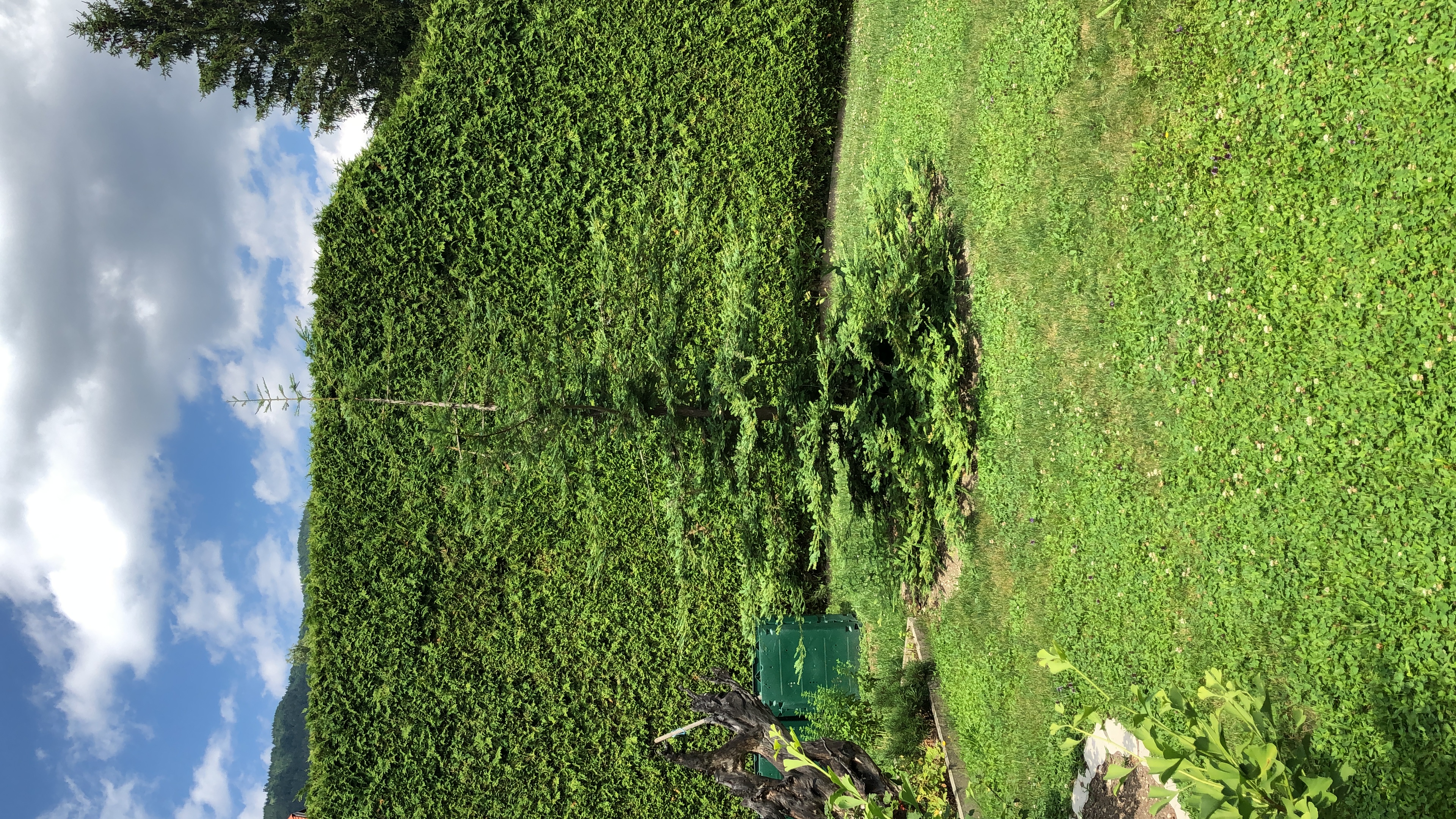 Kustenmammutbaum Payerbach