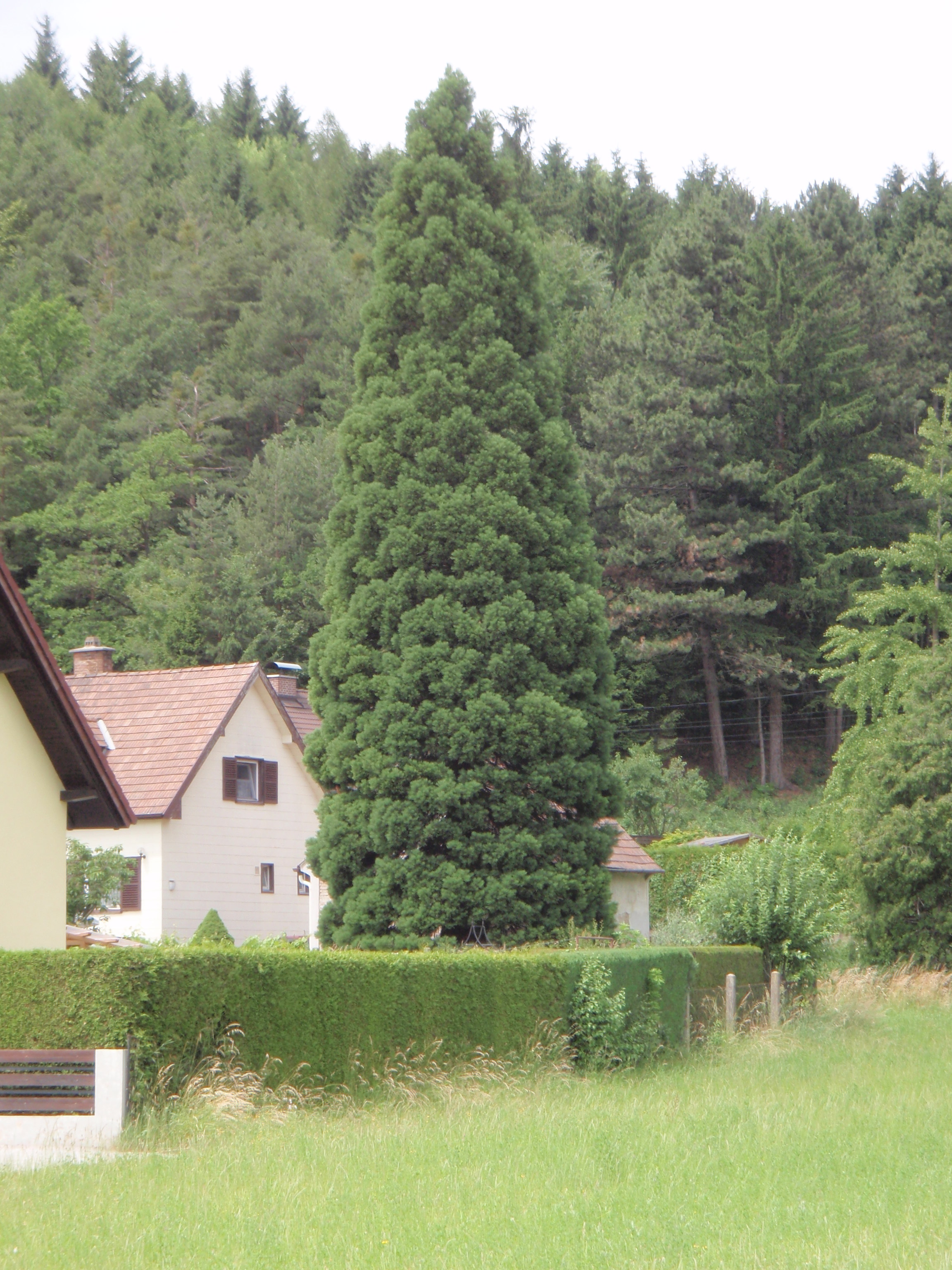 Bergmammutbaum in Pitten