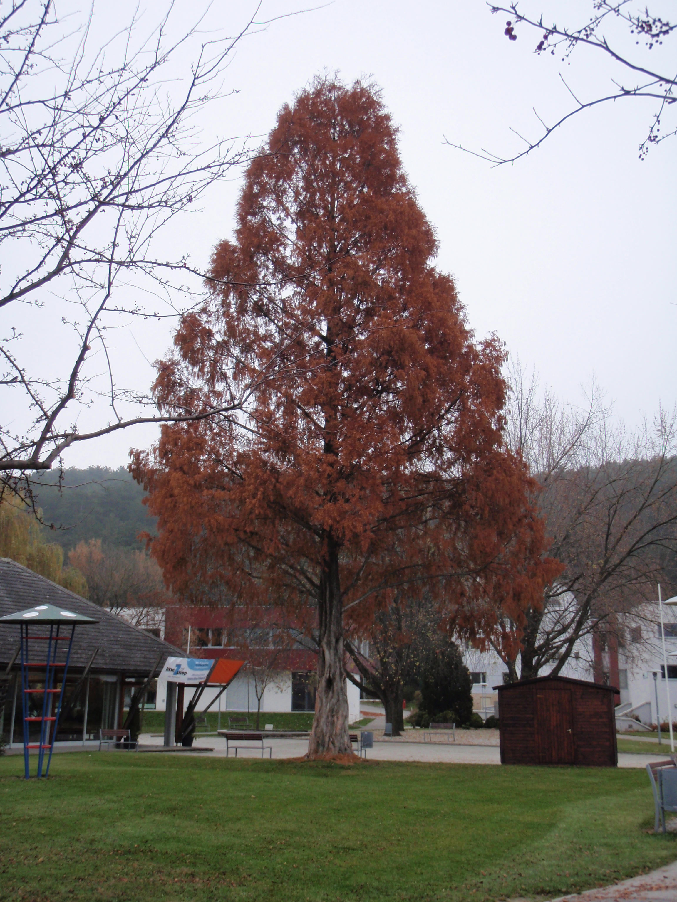 Urweltmammutbaum Herbst