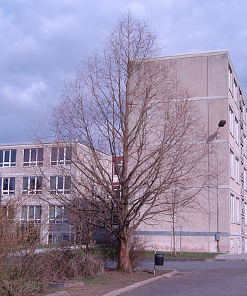 Urweltmammutbaum Winter